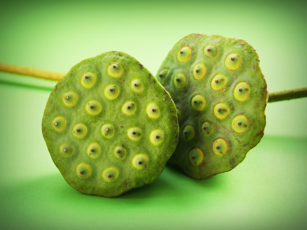 cc0,c1,lotus,seed,flower,leaf,pod,indian,closeup,isolated,produce,aquatic,natural,agriculture,tropical,green,dessert,white,river,sweet,herbal,organic,waterlily,east,lake,asia,medicine,vegetable,macro,flora,round,up,care,group,close,plant,ingredient,seedpod,fruit,beautiful,background,fresh,water,nature,detail,lily,food,nut,botany,freshness,free photos,royalty free