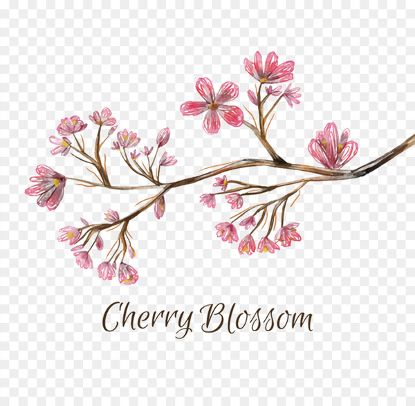 national cherry blossom festival,cherry blossom,cherry,watercolor painting,blossom,paint,encapsulated postscript,download,pink,plant,flower,petal,spring,floristry,branch,flower arranging,twig,floral design,flowering plant,png