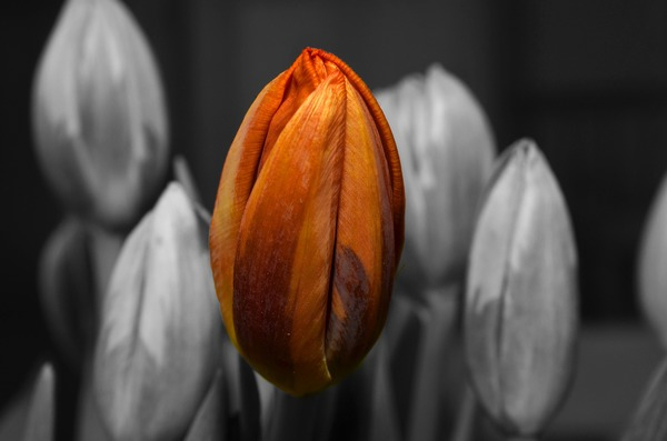 tulips,still life,selective color,petals,outdoors,orange,macro,flora,colour,color,bright,blur,blossom,bloom