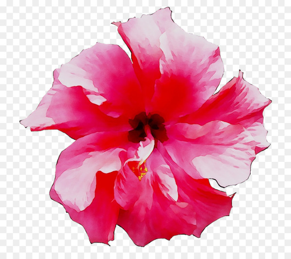 shoeblackplant,stock photography,royaltyfree,colourbox,pink,roselle,royalty payment,white,red,photography,rosemallows,petal,flower,hawaiian hibiscus,plant,flowering plant,botany,hibiscus,malvales,mallow family,magenta,impatiens,pink family,herbaceous plant,perennial plant,png