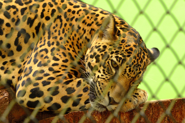 wildlife,wild,safari,predator,pattern,outdoors,mammal,leopard,hunter,fur,fence,exotic,close-up,cat,animal