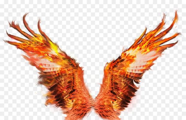 fire wings sacramento,firebird,desktop wallpaper,drawing,fire,art,fire wings,download,orange,wing,feather,claw,golden eagle,accipitriformes,tail,png