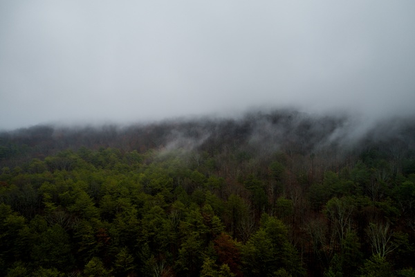 fog,mountain,woods,forest,green,aerial