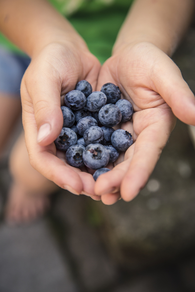 berries,blueberries,close up,fresh,fruit,hands,healthy