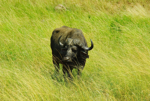 cc0,c1,south africa,park,kruger,buffalo,savannah,wild,landscape,free photos,royalty free