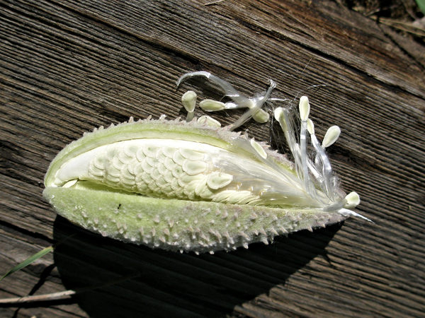 milkweed pod,milkweed,seed pod,pod,seed,silk,floss,white
