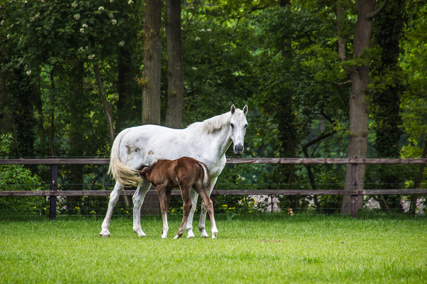 cc0,c1,horse,foal,horses,meadow,free photos,royalty free