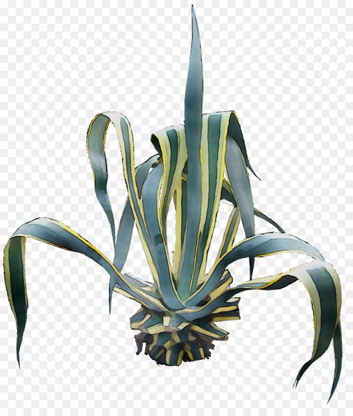 agave tequilana,agave nectar,aloe vera,agave,aloes,plant,flower,terrestrial plant,botany,houseplant,leaf,succulent plant,agave azul,flowering plant,perennial plant,flowerpot,png