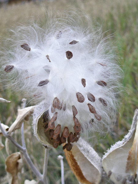 cotton seed pod