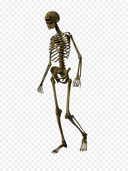 skeleton,human skeleton,bone,skull,joint,human skull,clavicle,radius,pelvis,photography,sculpture,metal,bronze sculpture,figurine,human,organism,png