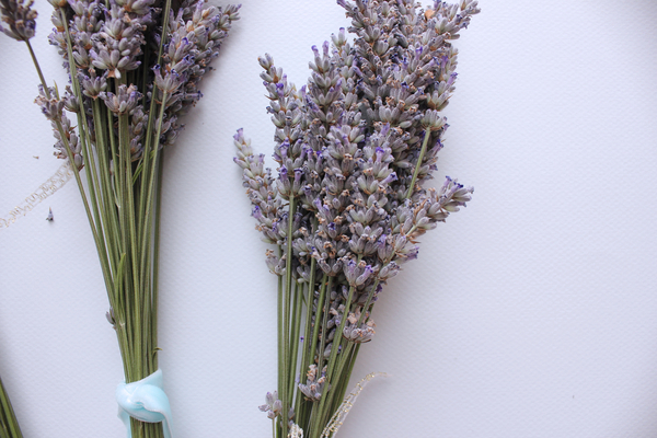 cc0,c1,lavender,plants,herbs,aromatherapy,bloom,flower,nature,scent,free photos,royalty free