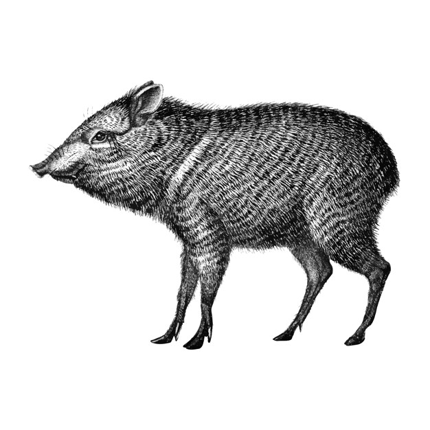 peccary,orbigny,1892,pecari,charles,species,mammal,illustrated,zoology,public domain,standing,domain,wildlife,public,wild,illustrations,drawn,antique,background white,vintage ornaments,background vintage,handmade,background black,hand drawing,old,zoo,black and white,drawing,pig,sketch,white,white background,black,ornaments,hand drawn,black background,animal,vintage background,hand,vintage,background