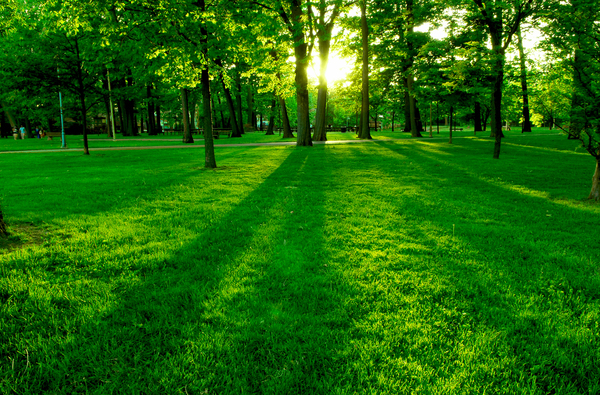 tree,nature,green,forest,landscape,park,grass,background,spring,environment,greenery,setting,beauty,summer,perspective,leafy,light,shadow,through,long,sunshine,set,backlit,backlight,beam,beautiful,cast,casting,low,natural,ray,shine,sunray