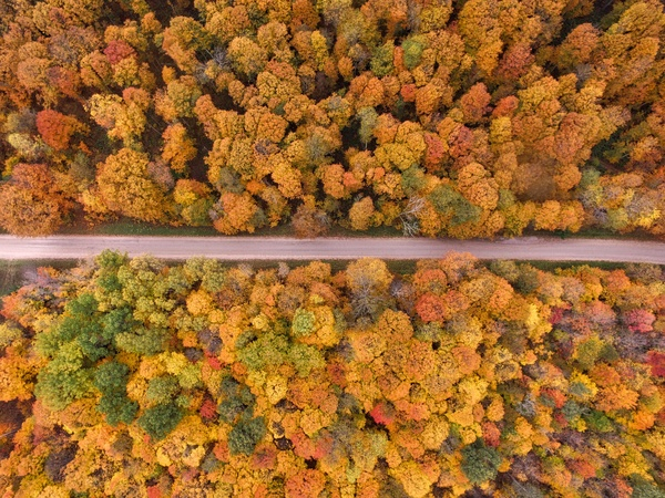 trees,clolorful,aerial,view,plant,forest,nature,fall,autumn,road
