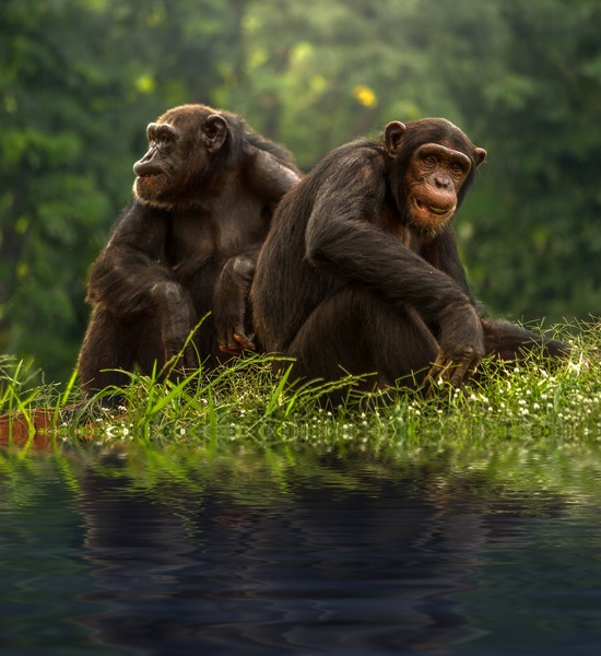 two,brown,chimpanzee,animals,wild,jungle,grass,green,monkey,primate,forest