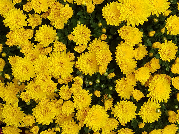 cc0,c2,autumn,chrysanthemum,flowers,asteraceae,yellow flower,free photos,royalty free