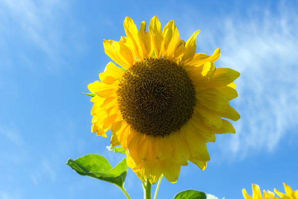 cc0,c1,sunflower,summer,sky,plant,closeup,bright,flower,nature,dacha,yellow,greens,farming,agriculture,outdoors,elitexpo,green,free photos,royalty free
