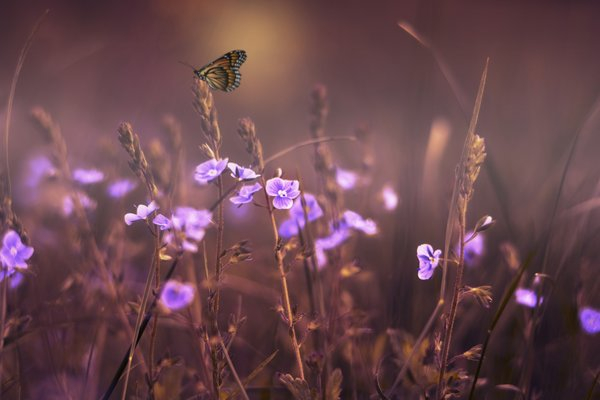 butterfly,flowers