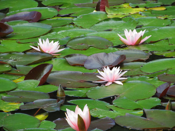 cc0,c1,water lilies,pink,blossom,bloom,nature,aquatic plant,free photos,royalty free