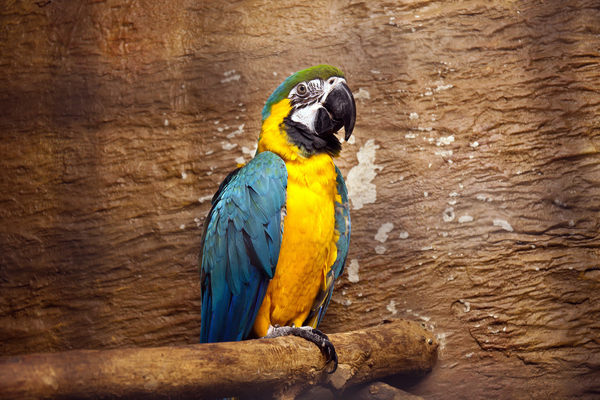 cc0,c1,parrot,macaw,bright,tropical,bird,nature,colorful,yellow,aviary,free photos,royalty free
