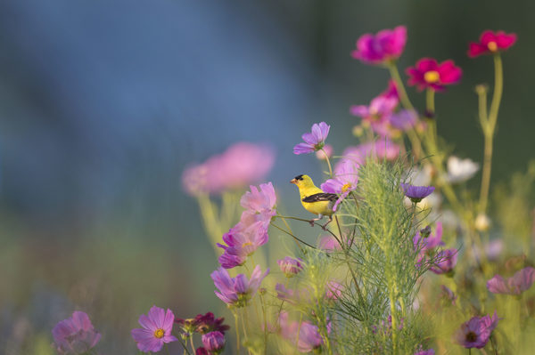 animals,birds,beautiful,gorgeous,perched,plants,flowers,branches,stems,stalks,outdoors,still,bokeh,yellow,purple