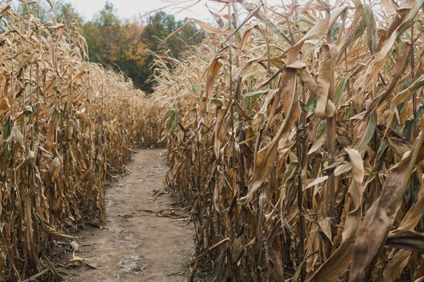  fall,farm,corn,path, cornfield
