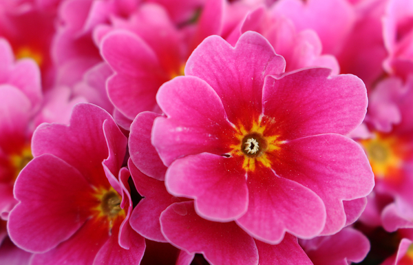 cc0,c1,pink,flower,blossom,bloom,plant,close,free photos,royalty free