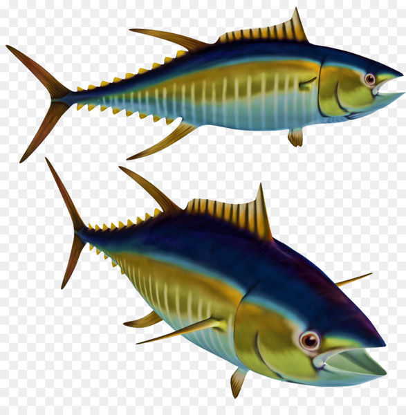 Free: Fish Albacore Tuna Clip art - tuna 