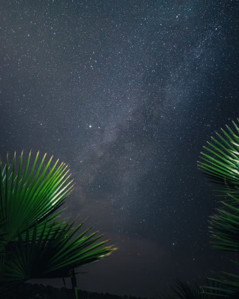 cloud,night,moon,plant,green,leafe,2019,texture,coast,star,milky way