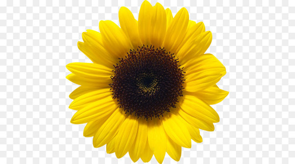 common sunflower,sunflower oil,sunflower seed,oil,flower,royaltyfree,lecithin,food,sunflowers,pollen,sunflower,petal,daisy family,yellow,flowering plant,png