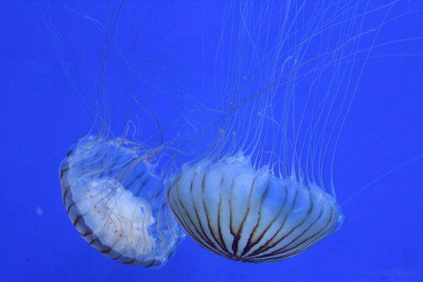 cc0,c1,jellyfish,blue,seabed,ocean,free photos,royalty free