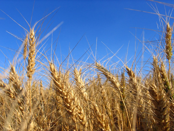 wheat,grain,seed,stalk,plant,grow,harvest,crop,combine,country,countryside,farm,agriculture,agricultural,bounty,bountiful