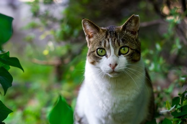 animal,cat images,japan