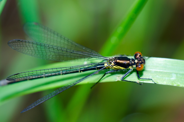 cc0,c1,dragonfly,insect,nature,wing,free photos,royalty free