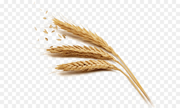 wheat,rice,harvest,cereal,paddy field,wheat berry,download,oryza sativa,grass family,whole grain,commodity,food grain,cereal germ,grain,emmer,png