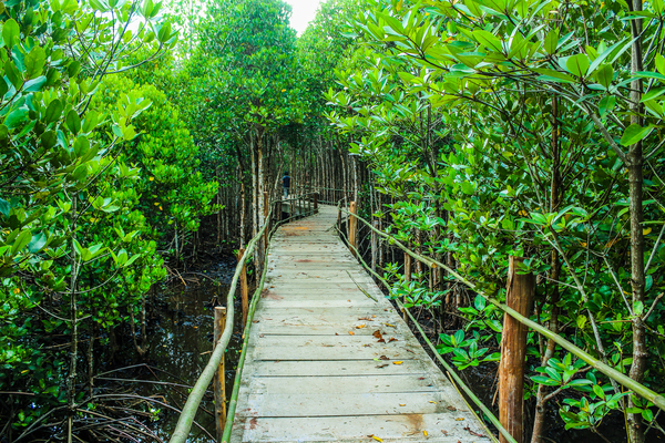 adventure,amazing,awesome,boardwalk,botanic,breathtaking,bridge,daytime,environment,flora,foliage,forest,garden,green,growth,guidance,jungle,landscape,mangrove,Mangrove Forest,meliaceae,mysterious,nature,outdoors,park,rainforest,scenic,summer,thailand,trail,travel,trees,tropical,wilderness,wood,Free Stock Photo