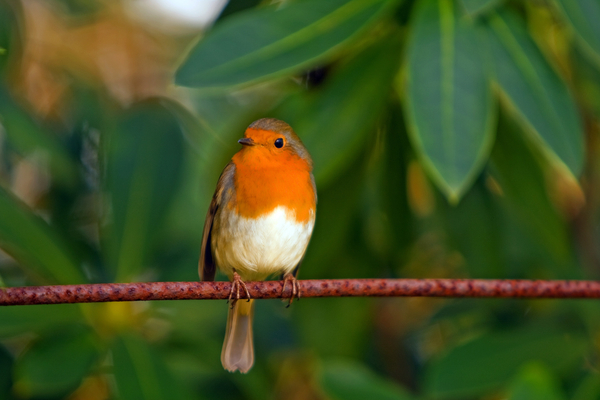 cc0,c2,robin,bird,feathered,animal,nature,branch,red,cute,perched,outdoors,free photos,royalty free