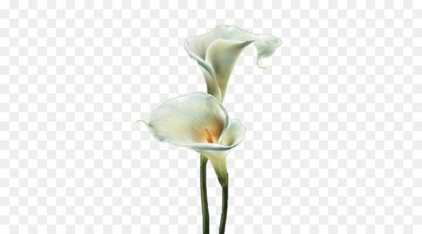 drawing,art,watercolor painting,creativity,animation,graphic design,download,photography,animated cartoon,arum,white,giant white arum lily,flower,plant,alismatales,cut flowers,flowering plant,arum family,plant stem,petal,anthurium,pedicel,artificial flower,png