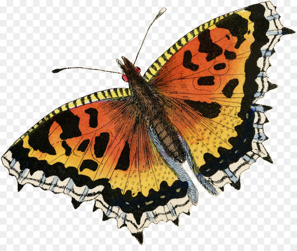 monarch butterfly,brushfooted butterflies,gossamerwinged butterflies,moth,symmetry,tiger milkweed butterflies,butterfly,moths and butterflies,insect,invertebrate,brush footed butterfly,pollinator,arthropod,organism,lycaenid,png