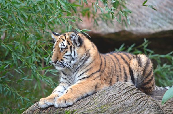 cc0,c1,tiger,animals,zoo,nuremberg,tiger cub,cat,amurtiger,wild animal,wild,free photos,royalty free
