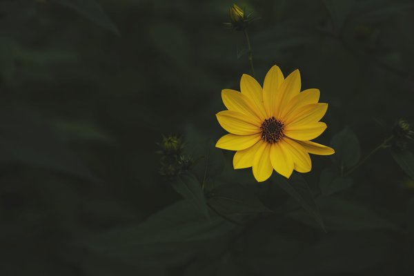  flower,background, yellow flower
