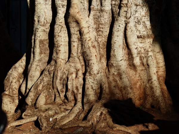 trunk,tree,roots,oak