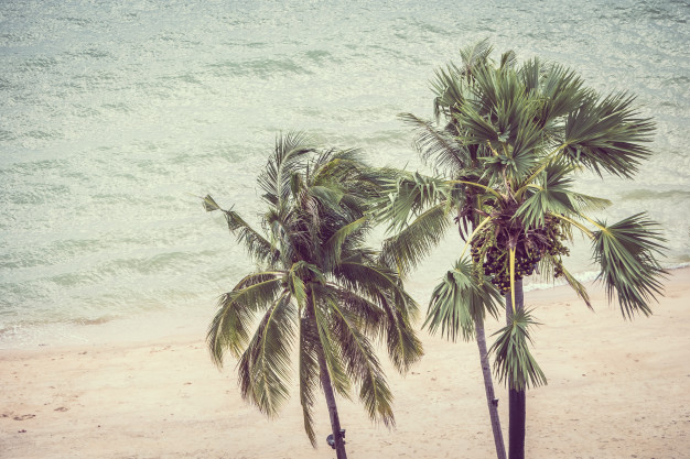 background,abstract background,vintage,tree,abstract,summer,leaf,vintage background,nature,beach,sea,sky,retro,grunge,tropical,silhouette,palm tree,trees,background abstract,coconut