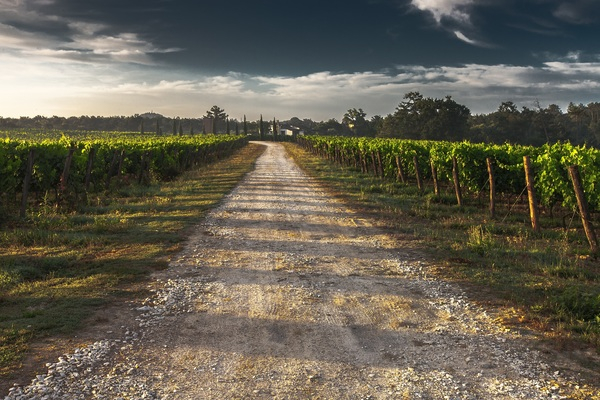 vineyard,sky,grapevines,field,farm,dirt road,clouds
