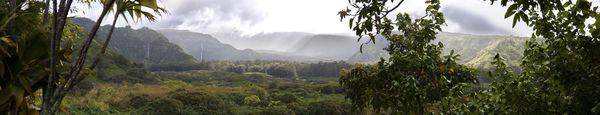hawaii,maui,mountain,outdoors,panoramic,plants,rainforest,scenic,Free Stock Photo