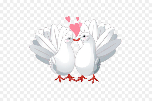 columbidae,lovebird,bird,doves as symbols,love,heart,valentine s day,royaltyfree,stock photography,romance,drawing,poultry,water bird,duck,galliformes,feather,beak,white,wing,chicken,ducks geese and swans,png