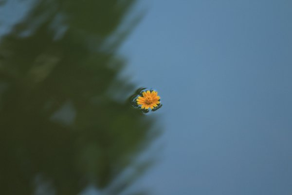 flower,orange,water