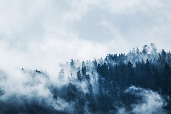 clouds,cloudy,cold,daylight,fog,foggy,foliage,forest,high,landscape,light,mist,moody,mountains,nature,outdoors,snow,summer,travel,tree top,trees,weather,wilderness,winter,woods,Free Stock Photo