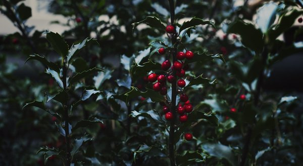 holly,plants,christmas,holly berry, holly leaves