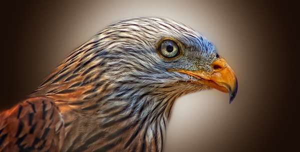 animal,bird,close-up,eagle,plumage,Free Stock Photo